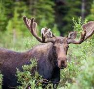 This is 'da mooose I was talkin' bout